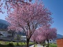 BLUTPFLAUMEN-ALLEE IN ZAMS