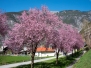 BLUTPFLAUMEN-ALLEE IN ZAMS 2