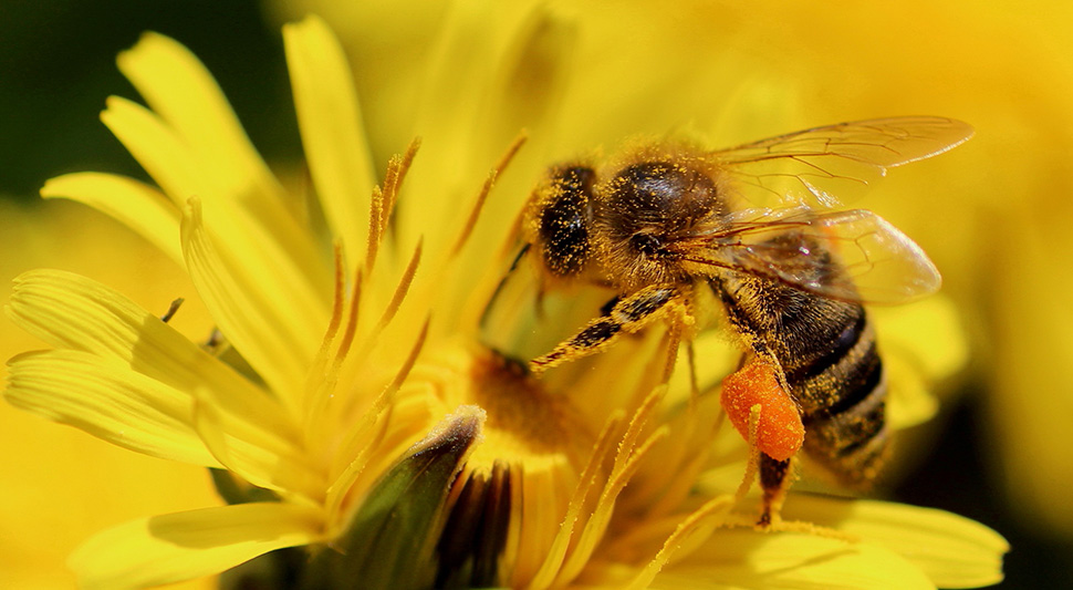 Biene mit vollem Pollensack - 45 Punkte, Petra Hillebrand