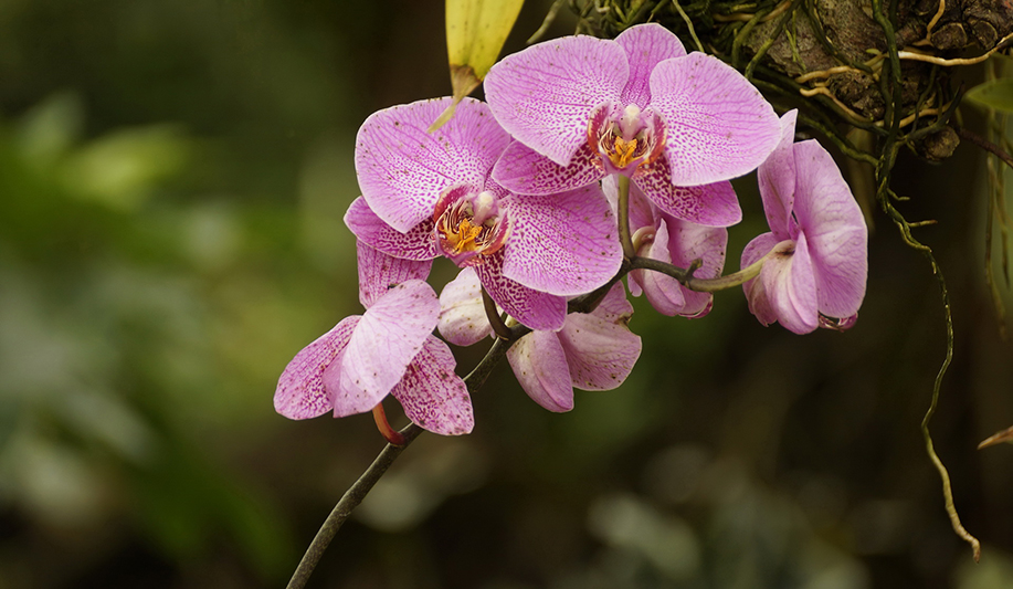 Orchidee - 36 Punkte, Karl Kircher