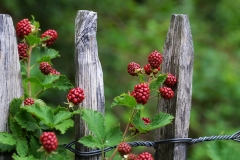 Beeren - 41 Punkte, Irmgard Coreth