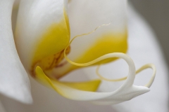 Orchidee - 39 Punkte, Johann Jenewein