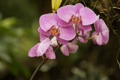 Orchidee - 36 Punkte, Karl Kircher