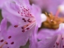 FRÜHLING
