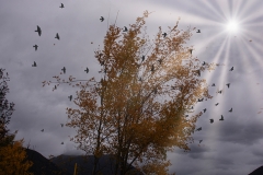 herbst_ernst_09