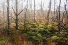herbst_ernst_10