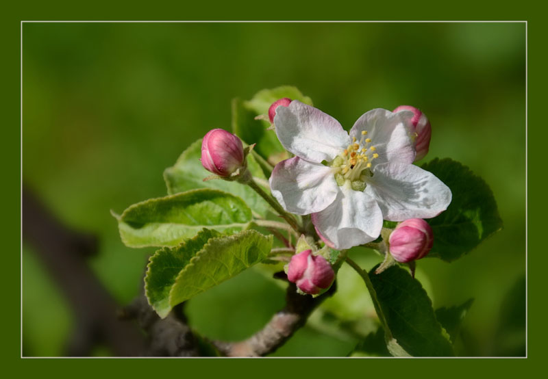 Apfelblüte - 29 Punkte, Irmgard Coreth