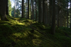 hochmoor_kopfeben101