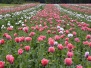 MOHN