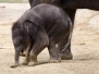 Elefant Ludwig