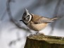 VOGELBEOBACHTUNG AM WILDSEE
