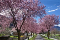 2_Zammer-Allee-05