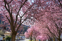 blutpflaumenalle-108