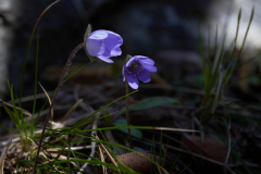 ErnstP_Ehnbachklamm07