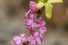 ErnstP_Ehnbachklamm09