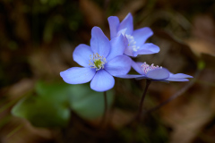 ErnstP_Ehnbachklamm13