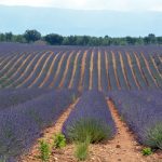 LAVENDELBLÜTE IN DER PROVENCE